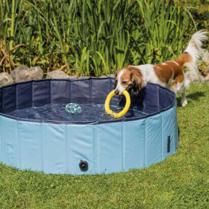 prospekt august bubblenavigation hundepool